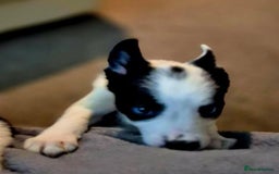Border Collie dogs for sale: Border collie pups for sale  - Image 24