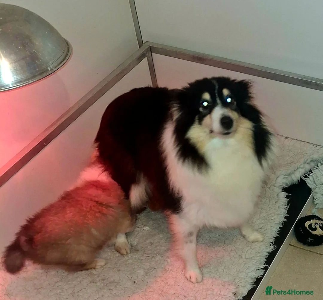 Shetland Sheepdog dogs for sale: Male Shetland Sheepdog Puppy - Advert 5