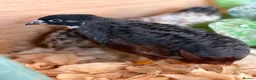 Quail poultry for sale: Chinese painted Quail hatching eggs - Advert 6