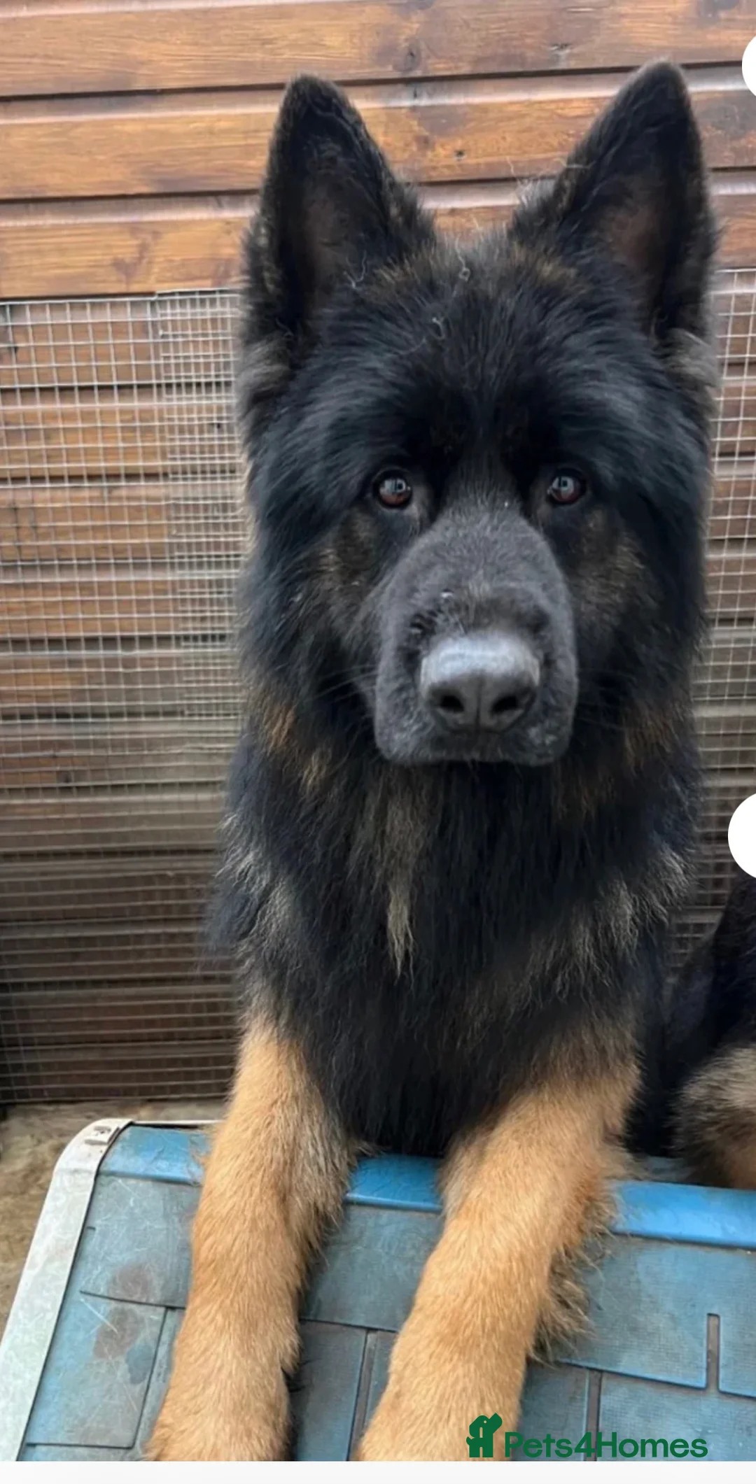 Golden Shepherd dogs for sale: 6 German Shepherd puppies long coat  - Advert 6