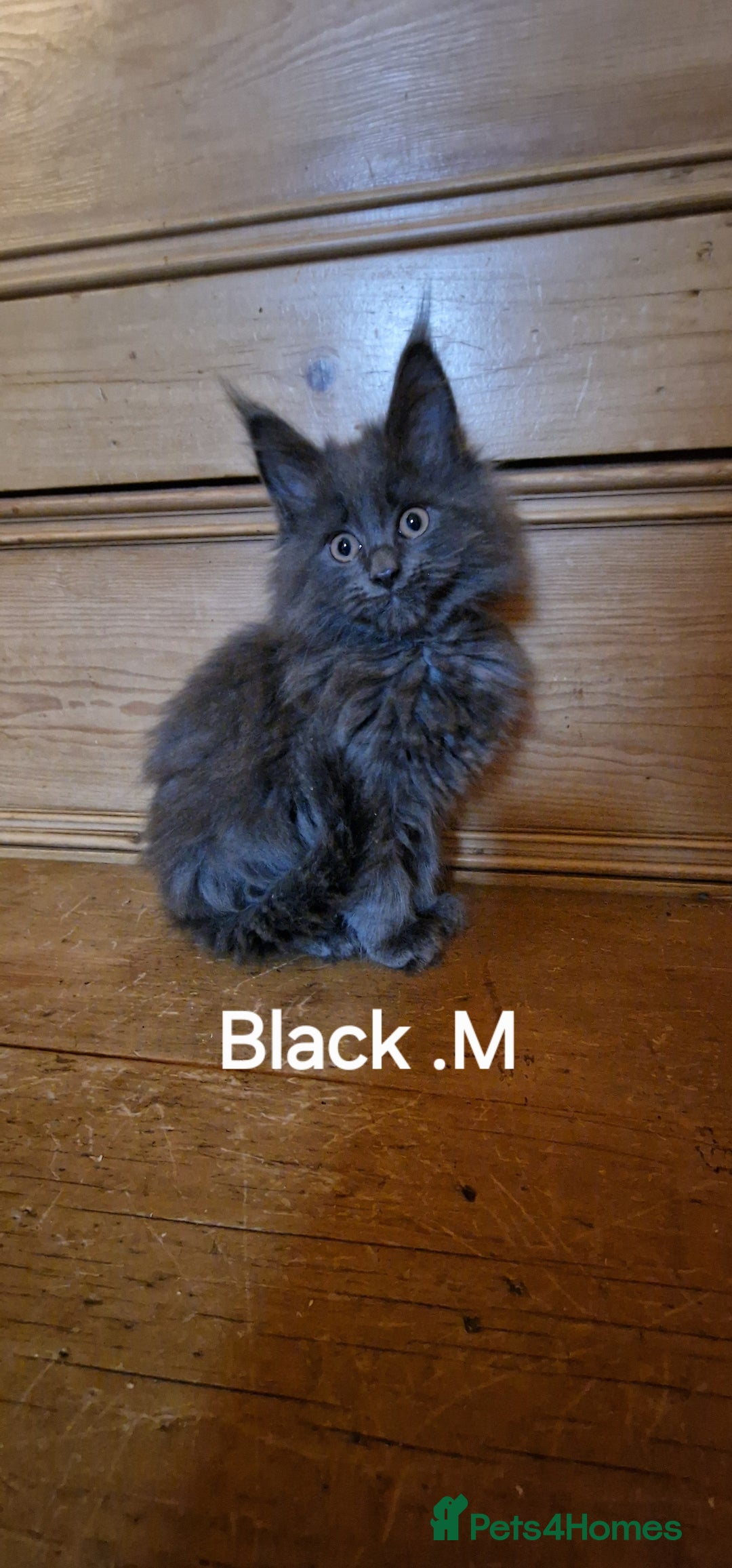 Maine Coon cats for sale: Maine coon kittens  - Advert 6