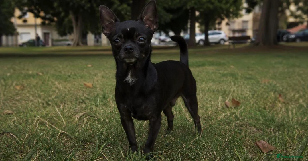 Jack Chi dogs for sale: 🐾 Adorable Jack Russell x Chihuahua Puppies 🐾 in Broseley - Advert 2