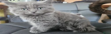 Long haired grey female