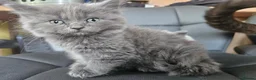 Mixed Breed cats for sale: Shorthair x ragdoll kittens 1 boy/1 girl - Advert 3