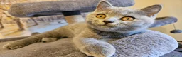 British Shorthair cats for sale: Champion lines British Shorthair kittens  - Advert 9