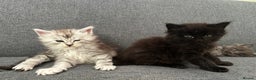 Maine Coon cats for sale: Beautiful Mainecoon’s available  - Advert 3