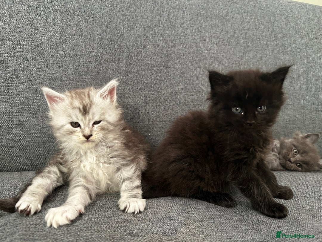 Maine Coon cats for sale: Beautiful Mainecoon’s available  - Advert 3