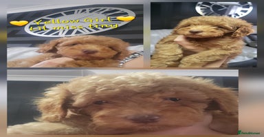 Cockapoo dogs - Advert 2