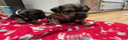Border Terrier dogs for sale: Beautiful Borer/borderlakeland puppies - Advert 7
