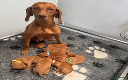 Hungarian Vizsla dogs for sale: Gorgeous KC Hungarian Vizsla puppies - Image 1