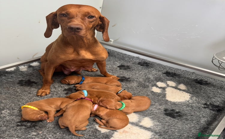 Hungarian Vizsla dogs - Advert 1