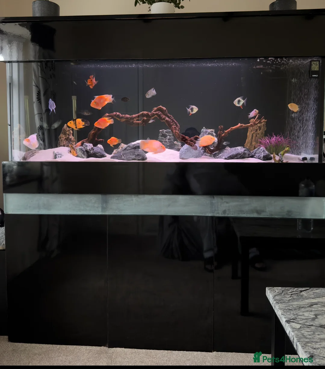 Cichlids fish for sale: Custom Built Fish Tank Aquarium - Advert 1