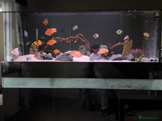 Cichlids fish Custom Built Fish Tank Aquarium - Advert 19
