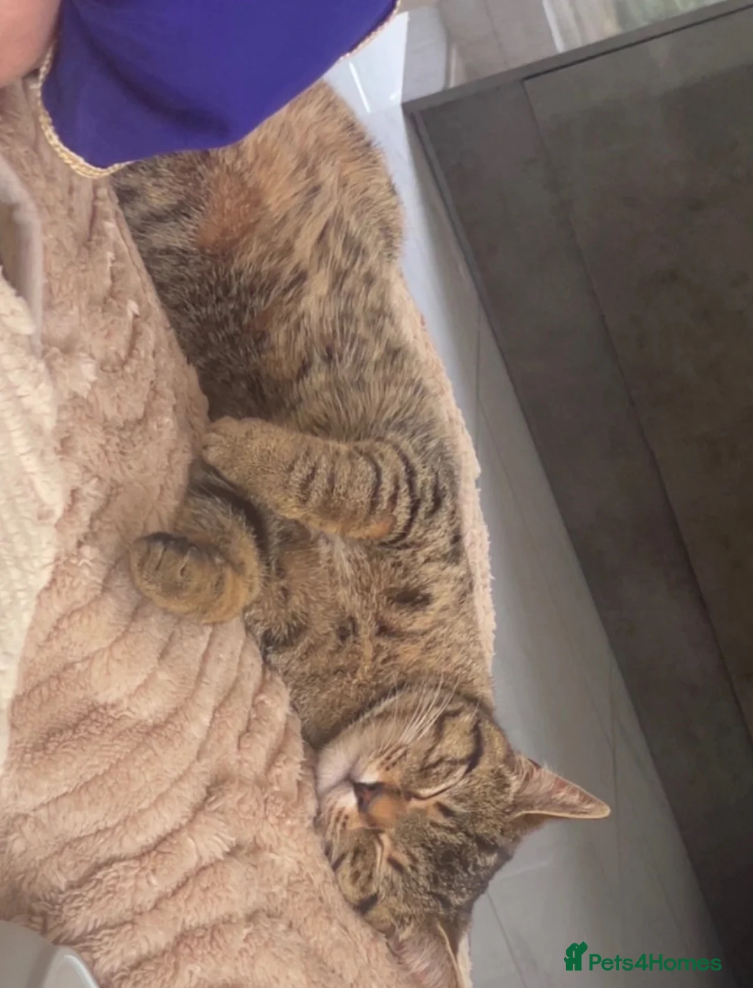 British Shorthair cats for sale: Beautiful Female British Short Hair - Advert 2