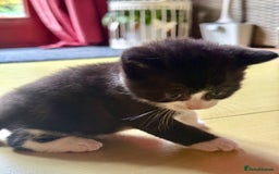 Brazilian Shorthair cats for sale: Kitten 🐈‍⬛  - Image 21