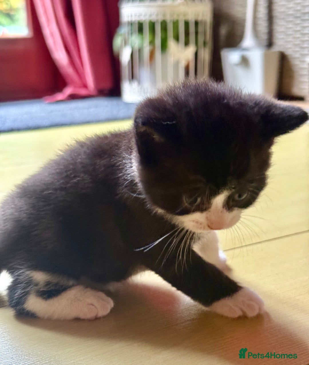 Brazilian Shorthair cats for sale: Kitten 🐈‍⬛  - Image 21