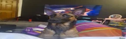 Belgian Shepherd Dog dogs for sale: Belgian malinois x german shepherd  - Advert 8