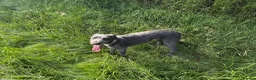 Lurcher dogs for stud: Firstcross Bedlington whippet  - Advert 4