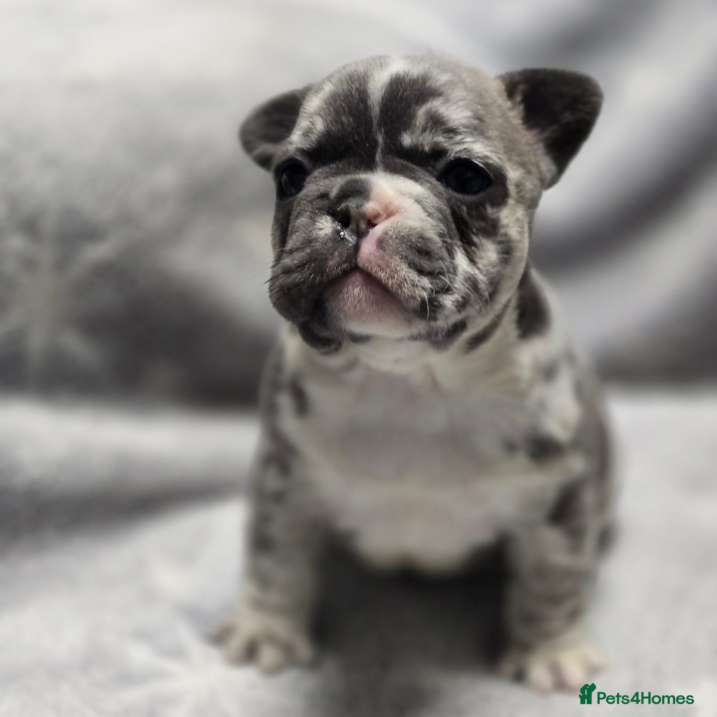 French Bulldog dogs French Bulldog Puppies Available - Advert 11