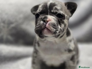 French Bulldog dogs French Bulldog Puppies Available - Advert 10