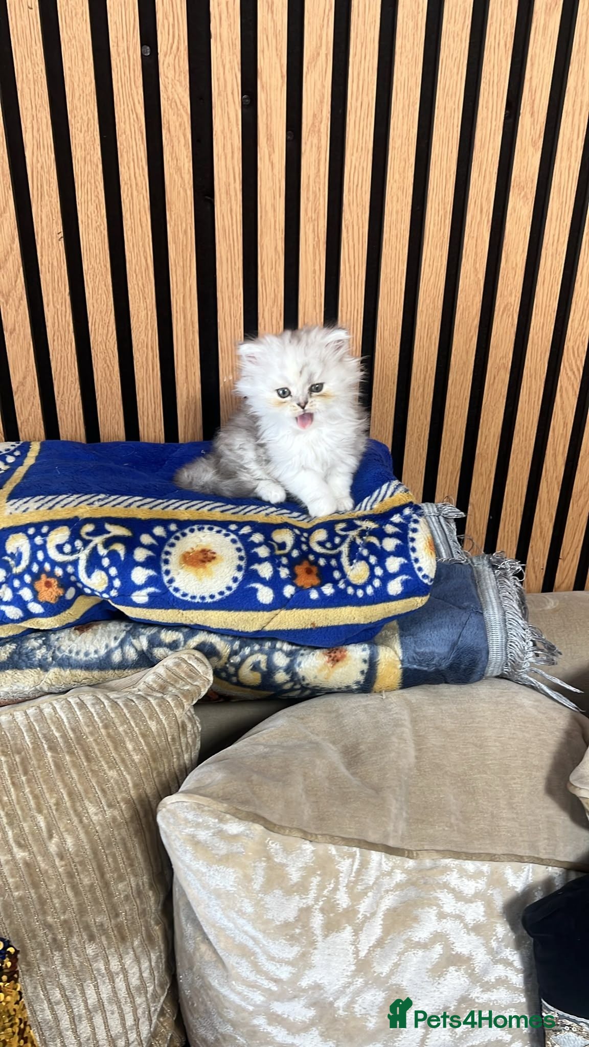 Persian cats Beautiful Persian Kittens Ready for Loving Homes - Advert 2