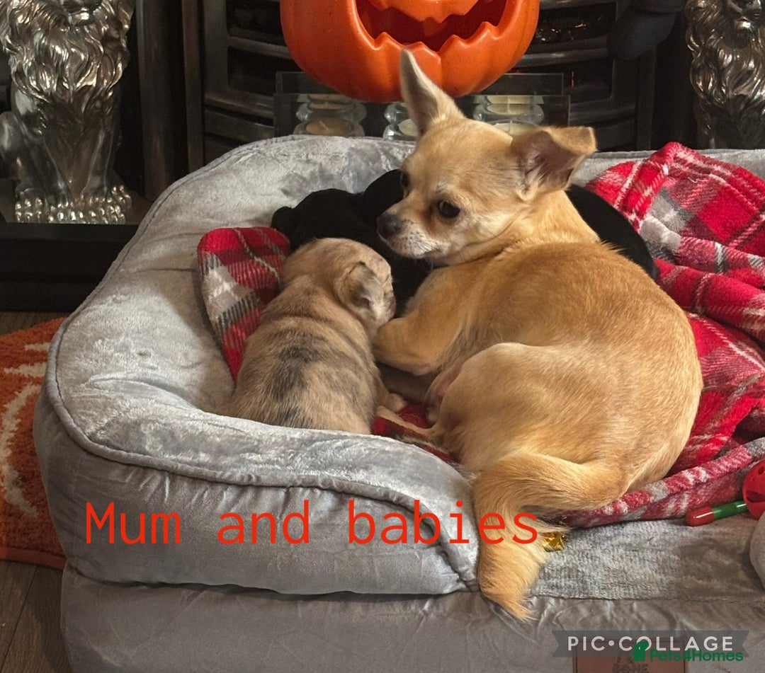Chihuahua dogs for sale: Pure breed chihuahua pups  - Image 3