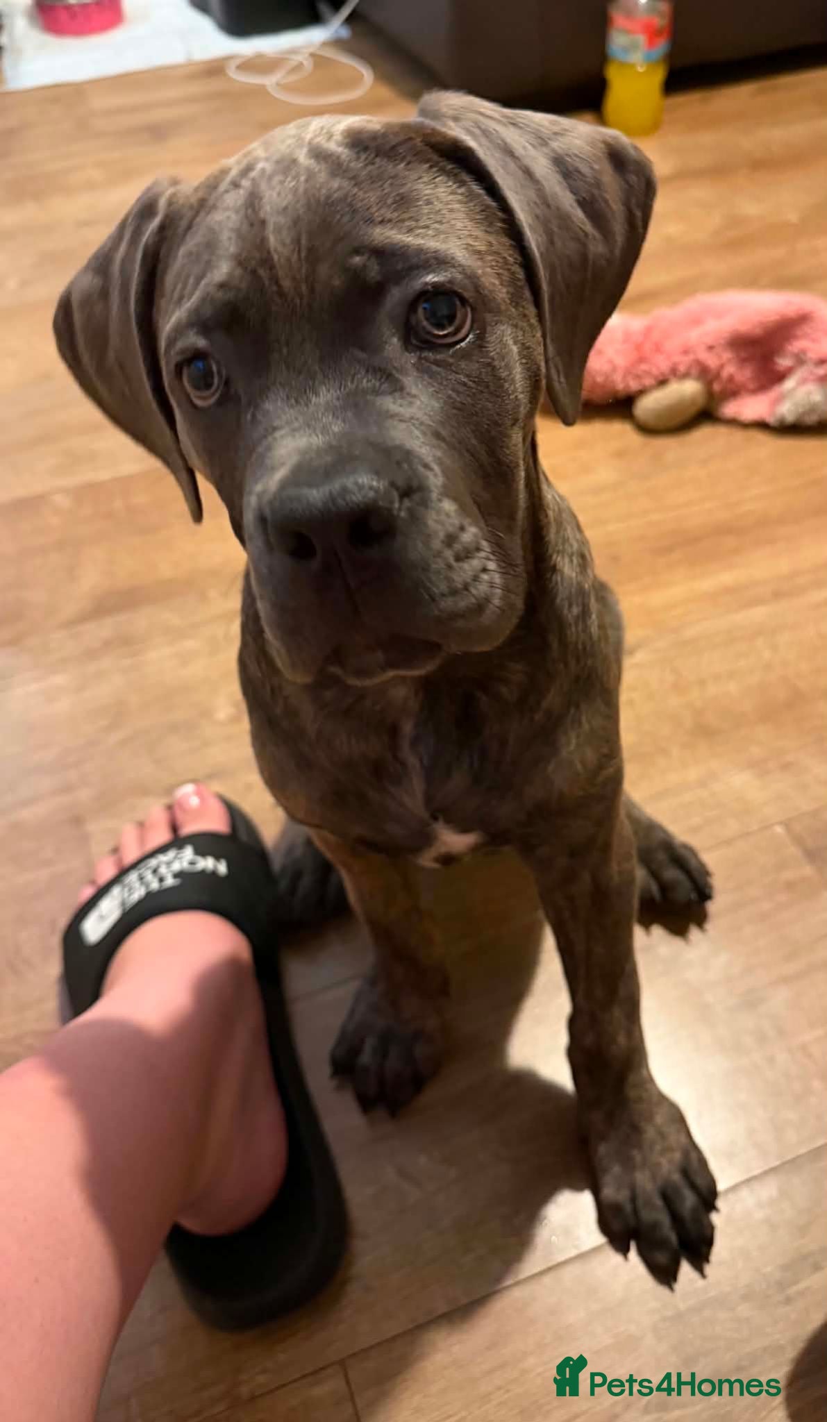 Cane Corso dogs Gorgeous female cane corso - Advert 3