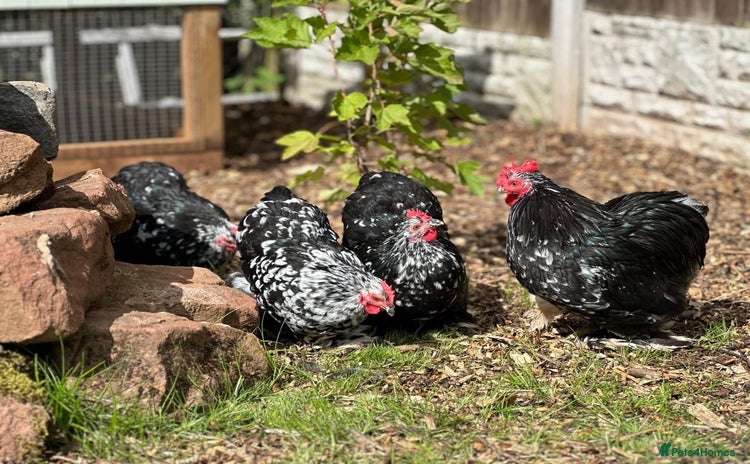 Chickens poultry - Advert 1