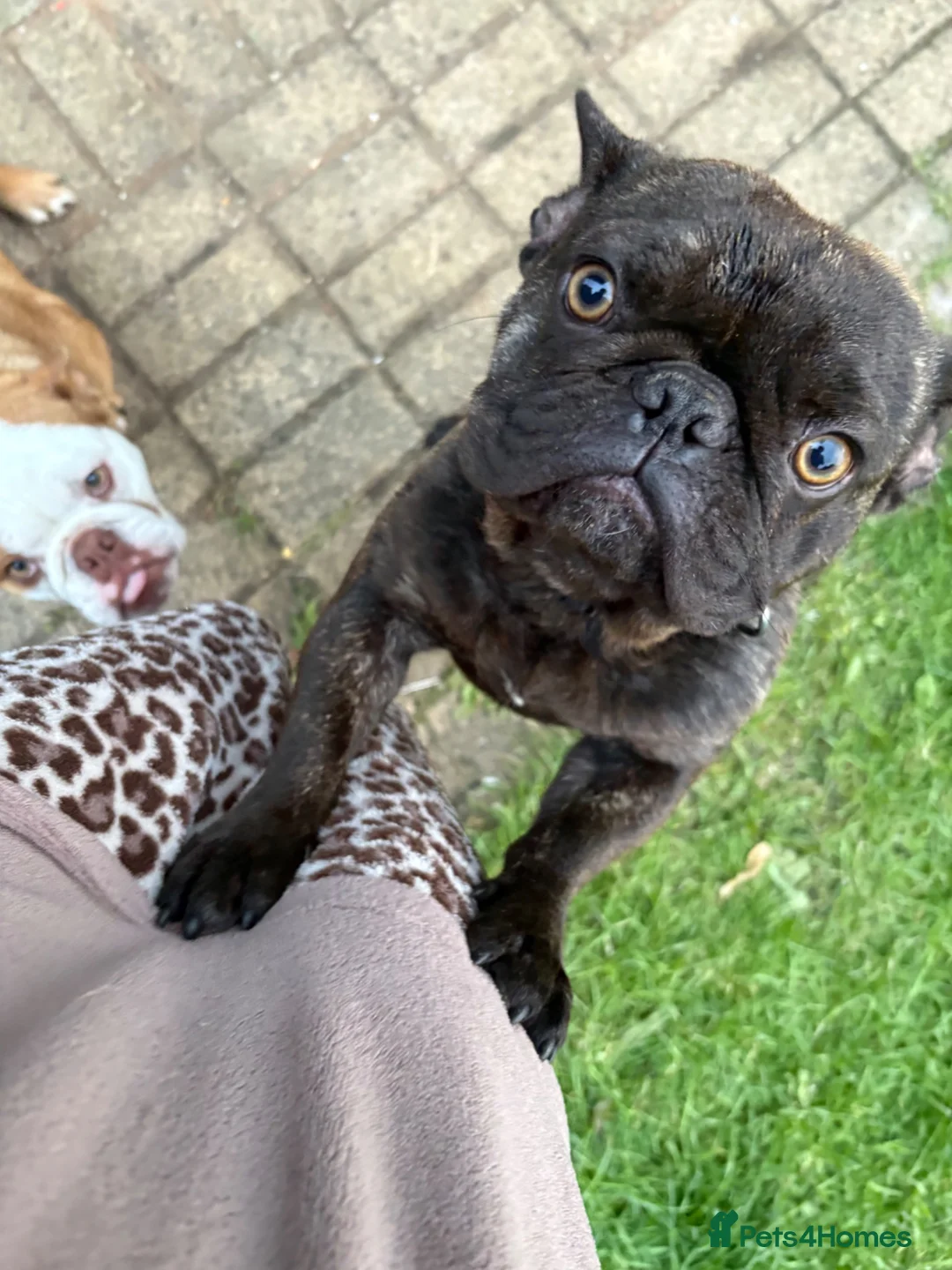 French Bulldog dogs for sale: French bulldog  in Bradford - Advert 5
