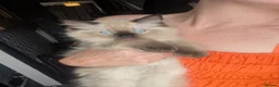 Ragdoll cats for sale: Beautiful pedigree ragdoll kittens  - Advert 21