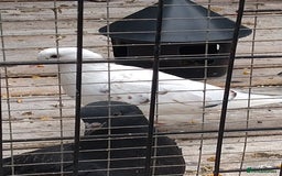 Pigeons birds for sale: Young tipplers/tumblers & racers £3 each - Image 11