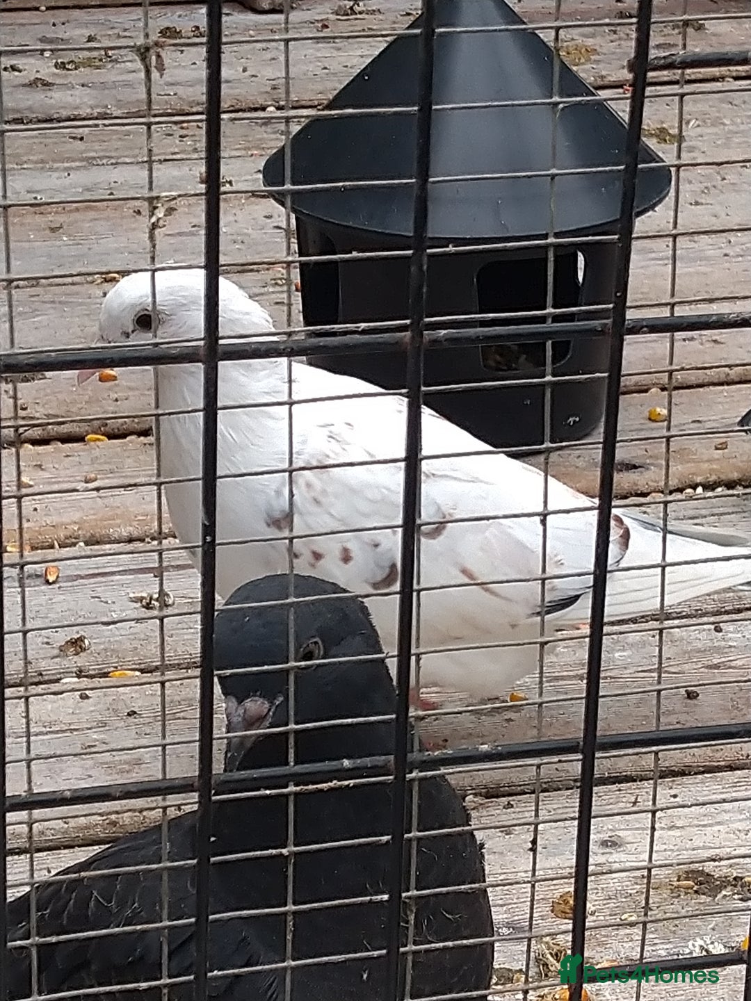 Pigeons birds for sale: Young tipplers/tumblers & racers £3 each - Image 11