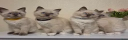 Ragdoll cats for sale: 🐾 Ragdoll Kittens Ready now !  - Advert 12