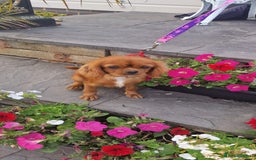 Cavapoo dogs for sale: Exquisite little cavapoos ready to go! - Image 13