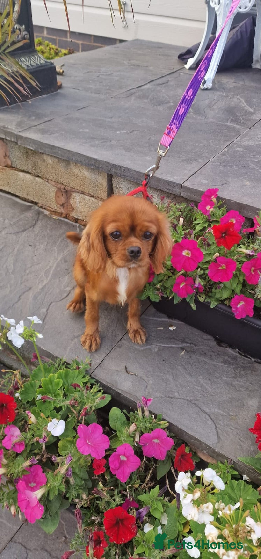 Cavapoo dogs for sale: Exquisite little cavapoos ready to go! - Image 13