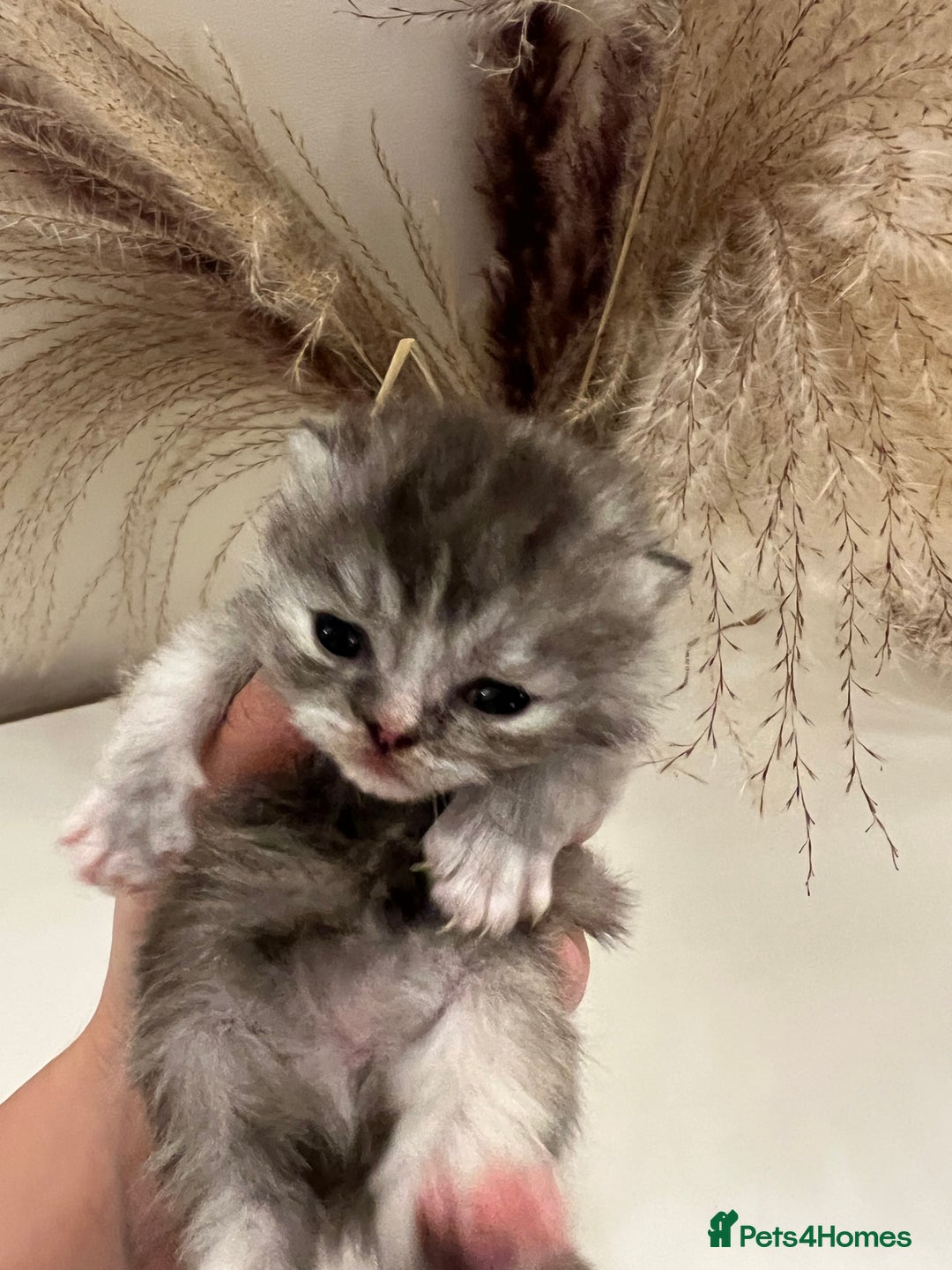 British Shorthair cats for sale:  Beautiful British Shorthair Kittens Available 🐾 - Advert 6