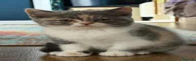 British Shorthair Kitten 2