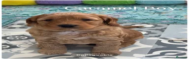 Australian Labradoodle 1