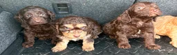 Cockapoo dogs for sale: Cockerpoo puppies  in Peterborough - Advert 5