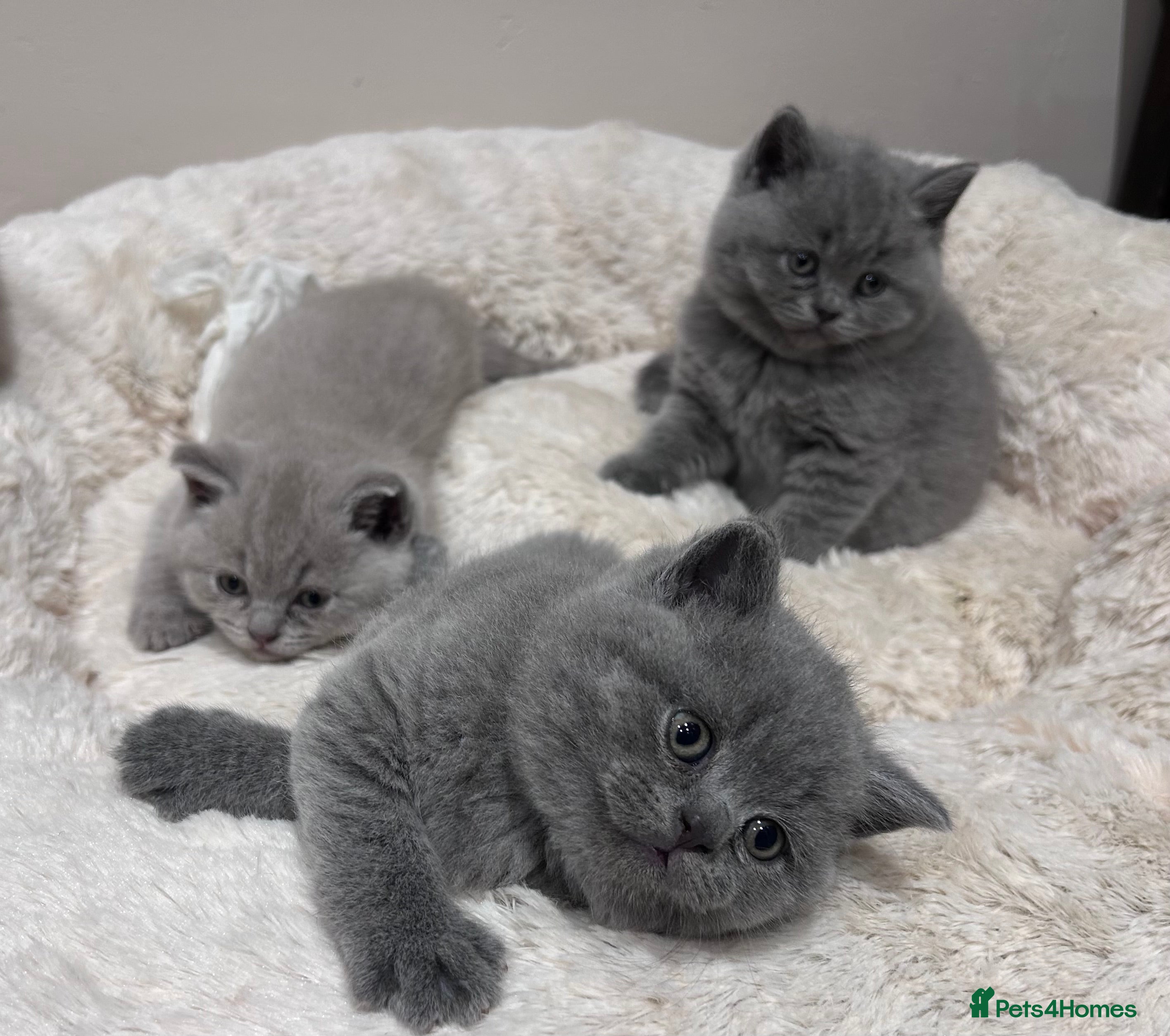 British Shorthair cats Tica Registered British Shorthairs  - Advert 18