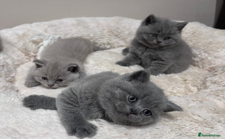 British Shorthair cats - Advert 3