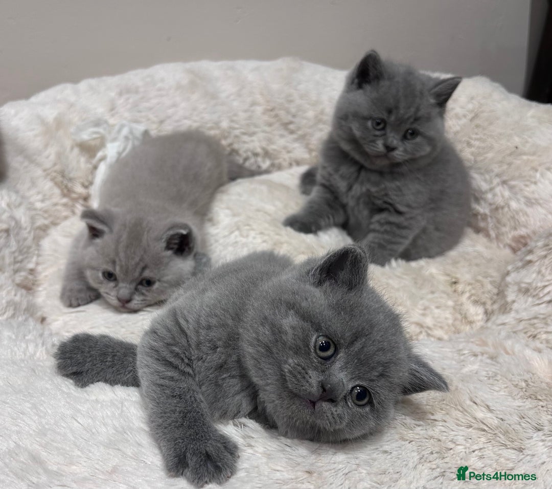 British Shorthair cats for sale: Tica Registered British Shorthairs  - Image 1