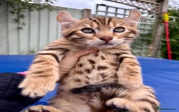 Keetso cats for sale: Rare curled eared rosetted keetso male  - Advert 7