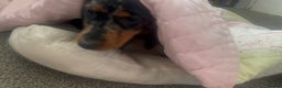 Miniature Dachshund dogs for sale: Lovely 6 month old girl for sale  - Advert 2