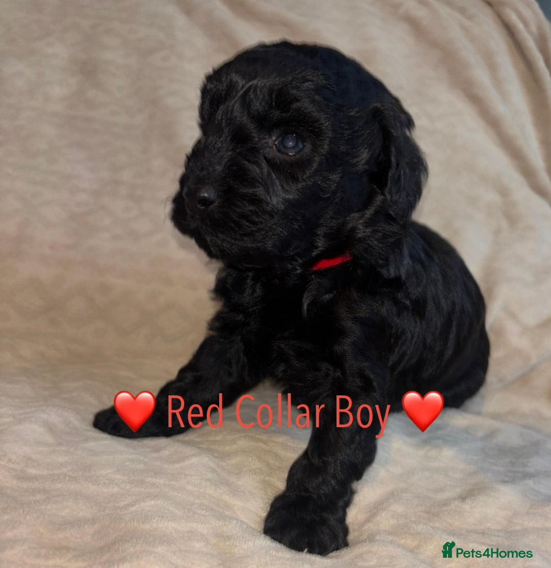 Cavapoo dogs for sale: 🐶 F1 CAVAPOO PUPPIES HEALTH TESTED PARENTS 🐶 - Advert 23