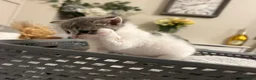 Mixed Breed cats for sale: 2 beautiful baby’s  in Steyning - Advert 5