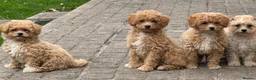 Poochon dogs for sale:  BEAUTIFUL F1 POOCHON PUPPIES  - Advert 5
