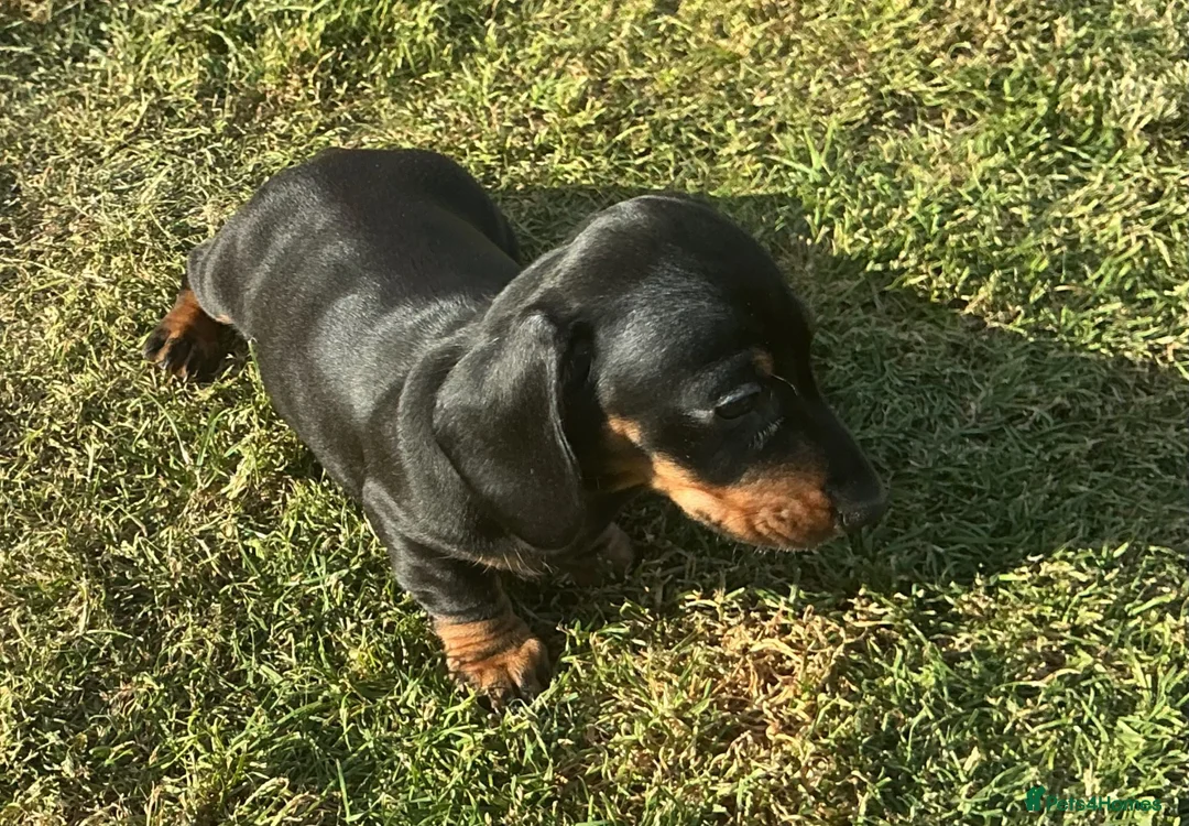 Miniature Dachshund dogs for sale: Miniature dachshund pups.KC reg&council licensed - Advert 2