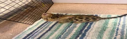 Bengal cats for sale: BENGAL in Norwich - Advert 6