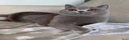 British Shorthair cats for sale: Beautiful boy & girl available  - Advert 15